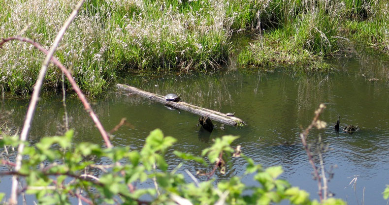 Western painted turtles basking in a Gresham wetland.