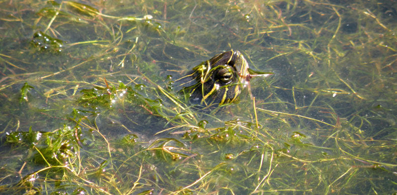A western painted turtle swims in Gresham headwaters.