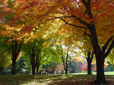 Autumn trees in Bella Vista Park