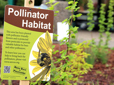 Pollinator garden at Main City Park