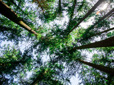 Douglas fir trees in Southwest Community Park