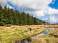 Wetlands and fir trees in Gresham