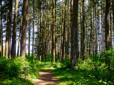 Trees and path in Southwest Community Park