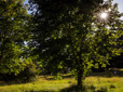 Trees and grass in Southwest Community Park