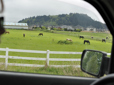 View of horses in pasture