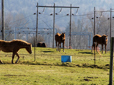 Horses and power lines in Gresham