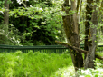 Trees and grass in East Gresham Park