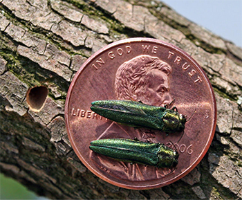 Two emerald green ash borer beetles on top of a U.S penny.
