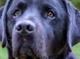 Up close photo of Tagg the Gresham Police Department comfort dog.
