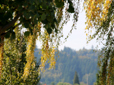 Photo of Gresham butte looking through trees