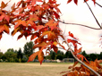 Close up photo of a sugar Maple leaves with red fall foliage at the Arboretum