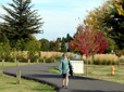 Photo of a person walking on a path lined with street trees