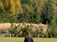 Photo of a mix of conifer and deciduous trees, displayed as a screening.