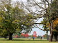 Photo of people walking their dogs on the lawn between large trees and near fencing