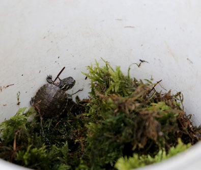 A baby western painted turtle is safely relocated in Gresham.