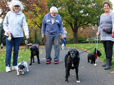 People walking with their dogs in Bella Vista Park