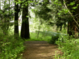 Trees and path in East Gresham Park