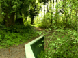 Trees and path in East Gresham Park