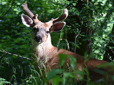 Deer in Hogan Butte