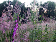 Foxglove plants on Hogan Butte