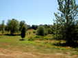 Trees and grass in Jenne Butte Neighborhood Park