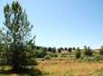 Trees and grass in Jenne Butte Neighborhood Park