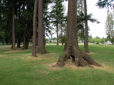 Lawn, trees and path at Kirk Park