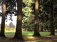 Trees and soccer field in North Gresham Park