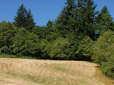 Grass and trees in South Central Neighborhood Park
