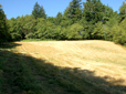 Grass and trees in South Central Neighborhood Park