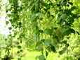 Trees in Southeast Park