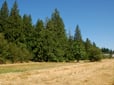 Trees and grass in Southwest Community Park