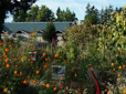 Community garden in Vance Park