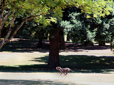 Dog running in Vance Park