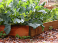 Community garden in Yamhill Neighborhood Park
