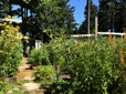 Community garden in Yamhill Neighborhood Park