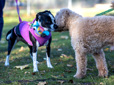 Dogs on leashes in a park