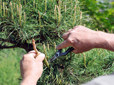 Volunteer working on Tsuru Island in Main City Park